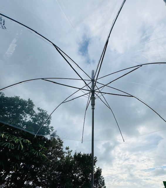 Clear Umbrella